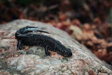 Black newt sitting on a pink stone. Spring time. Selective focus.