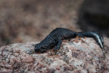Black newt sitting on a pink stone. Spring time. Selective focus.
