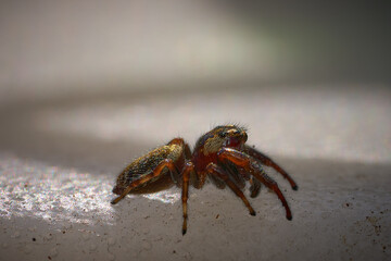 Macro mages from ant bees and others