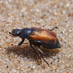 Macro mages from ant bees and others