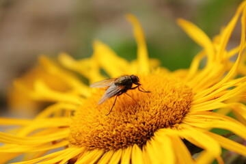 Der Raue Alant oder Rauhaariger Alant (Pentanema hirtum) ist eine Heilpflanze innerhalb der Familie der Korbblütengewächse (Asteraceae)