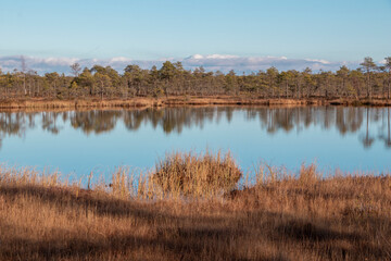 Beautiful swamp lake, small swamp pines