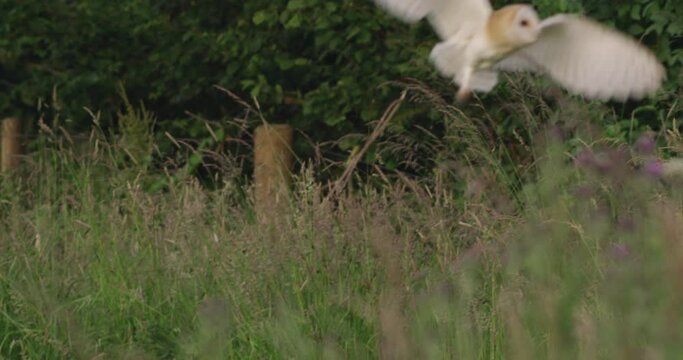 Barn owl hunting over field, Compton Abbas, Dorset, UK