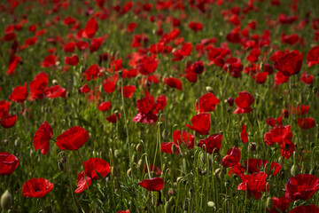 Fototapeta na wymiar Tulips, poppies and wonderful flowers