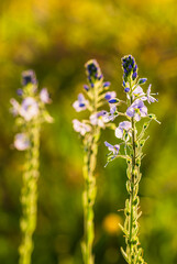 Shallow depth of field, purple flowers and greens, (shallow depth of field)