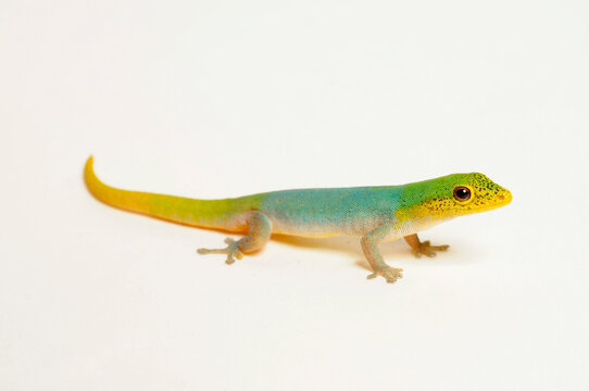 Cameroon dwarf gecko // Conrau`s Zwerggecko (Lygodactylus conraui)