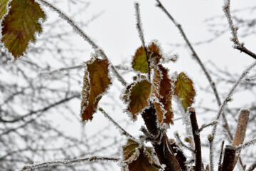 Raureif verziert diese herbstlich gefärbten Blätter