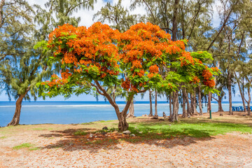 Fototapeta na wymiar Flamboyant orange sur plage de Saint-Leu, île de la Réunion 