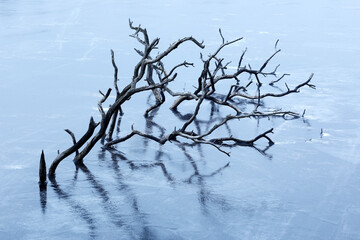 Fototapeta na wymiar Fallen tree in frozen lake at Tammela, Finland. 