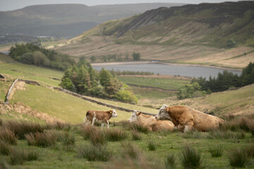 Baby young calf with cow and bull haslingden grane