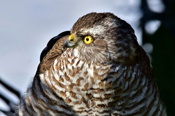 Ein Sperber mit scharfen Blick