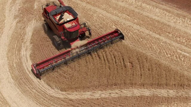 Aerial footage of wheat being harvested by Red Combine harvester. Grain is collected in the hopper. Agriculture, cereal and biofuel concepts.