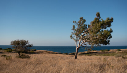 Fototapeta na wymiar The social distance between trees near the beach, Covid19, Corona