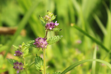 wild flowers purple beautiful color, nature background