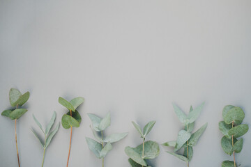 branches and leaves of eucalyptus on a gray background. top view. copy space. flat lay