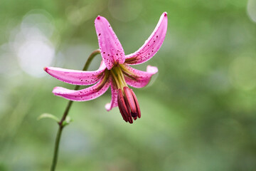 Martagon lily (Lilium martagon) flower closeup horizontal
