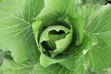 cabbage plant green freshness texture background