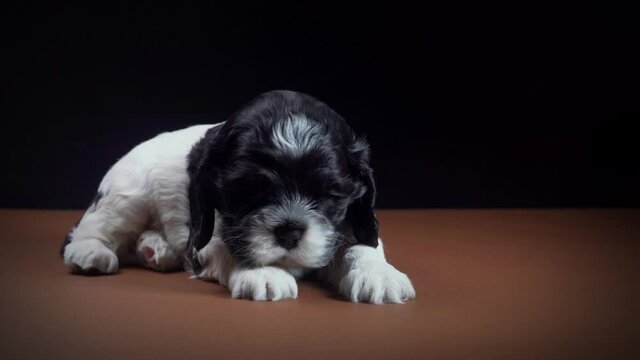 American cocker spaniel black and white puppy