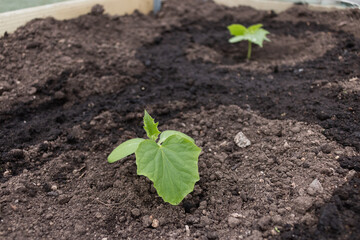 The first leaves of a cucumber in a garden in a Russian village