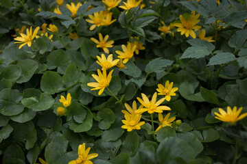 Vertical photograph. Spring Chistyk in the garden on a background of stones and a village house
