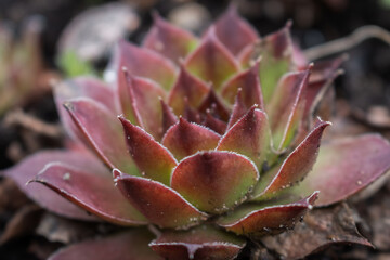 Sempervivum is a genus of about 40 species of flowering plants in the family Crassulaceae, commonly known as houseleeks. Other common names include liveforever and hen and chicks.