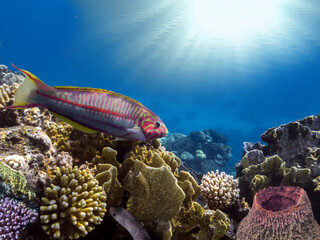 Coral Reef Scene with Tropical Fish in sunlight. Ecosystem, Red Sea
