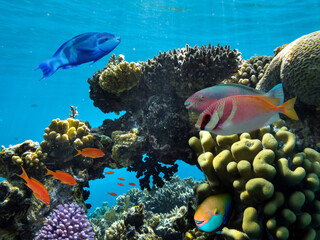 Coral Reef Scene with Tropical Fish in sunlight. Ecosystem, Red Sea
