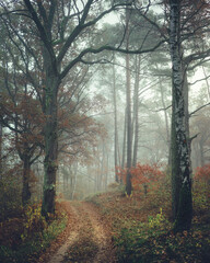 Leśna droga w mglisty poranek © af-mar