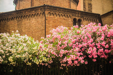 Obraz premium flowers in the town