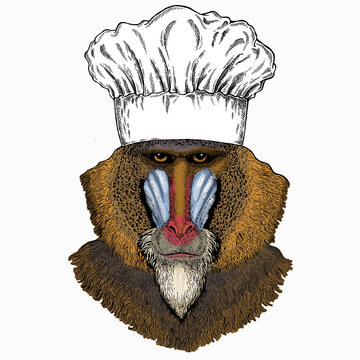 Baboon, Monkey, Ape. Chef Cook Hat. Restaurant Logo. Vector Portrait Of Wild Animal.