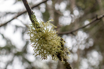 Evernia prunastri, also known as oakmoss, is a species of lichen
