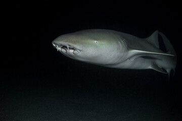 Tawny nurse shark (Nebrius ferrugineus) in the night dive. Maldives underwater world