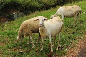 Naklejka na ściany i meble sheep flock beautiful cute animal object with meadow background