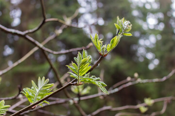 Drops of rain on the young leaves of mountain ash