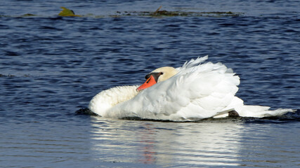One mute swan displaying in a blue pond