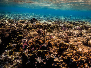 flat corals near the surface in the red sea