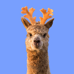 Funny alpaca llama with reindeer horns on blue Christmas background.
