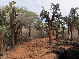 Cactus cacti in forest on Galapagos