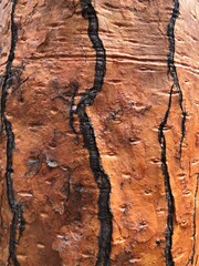 red bark of a tree
