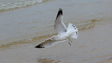 Closeup of a seagull gliding