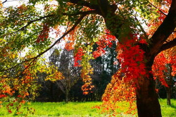 紅葉 (leaves changing color)