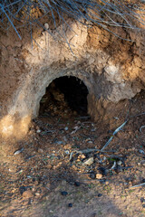 Fototapeta premium Madriguera de conejos y liebres