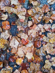 autumn leaves background