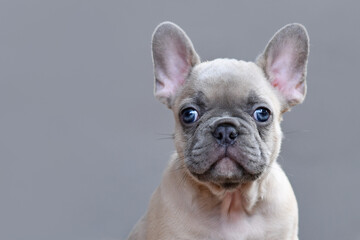 Portrait of young lilay fawn colored French Bulldog puppy with large blue eyes on gray background