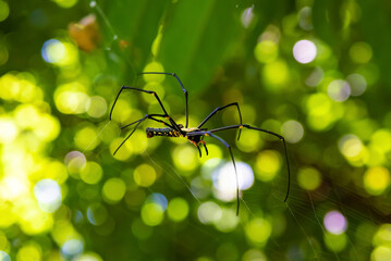 red poisonous spider on a web in a tropical forest on the island of koh samui in thailand, fear of spiders and insects, entomophobia