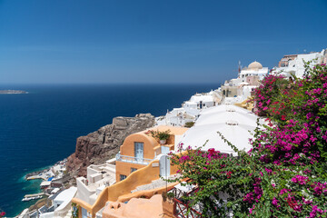 Greece. Cyclades Islands - Santorini (Thira). Oia town with typical Cycladic architecture. Colorful plants in foreground