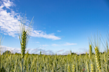 Green wheat field background and texture, with blue sky wheatear and clouds. Space for copy