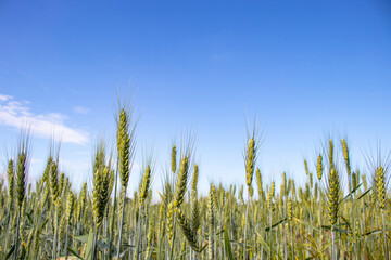 Obraz premium Green wheat field background and texture, with blue sky wheatear and clouds. Space for copy