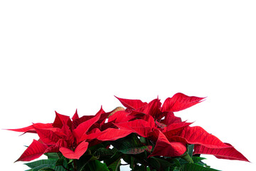 Poinsettia plant isolated on white background with copy space