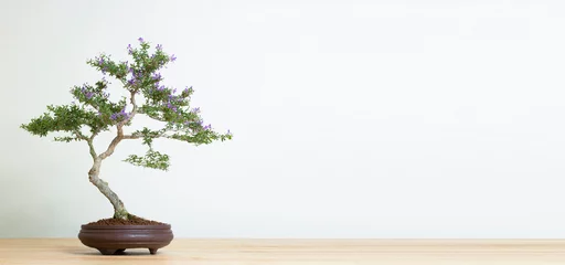Tuinposter bonsai tree in pot on wood table copy space texture backgrond advertising © tradol